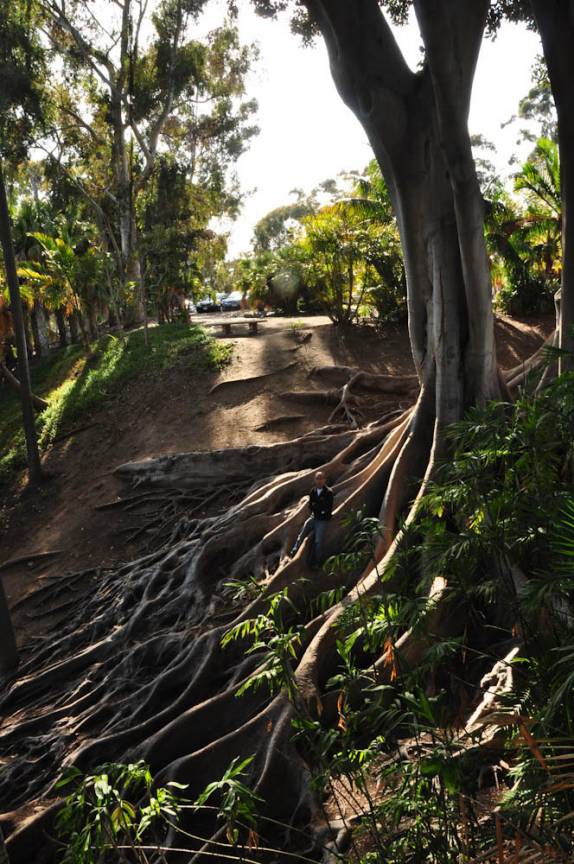 Olha só o tamanho das raízes dessa árvore no Balboa Park, em San Diego, no sul da Califórnia - Estados Unidos
